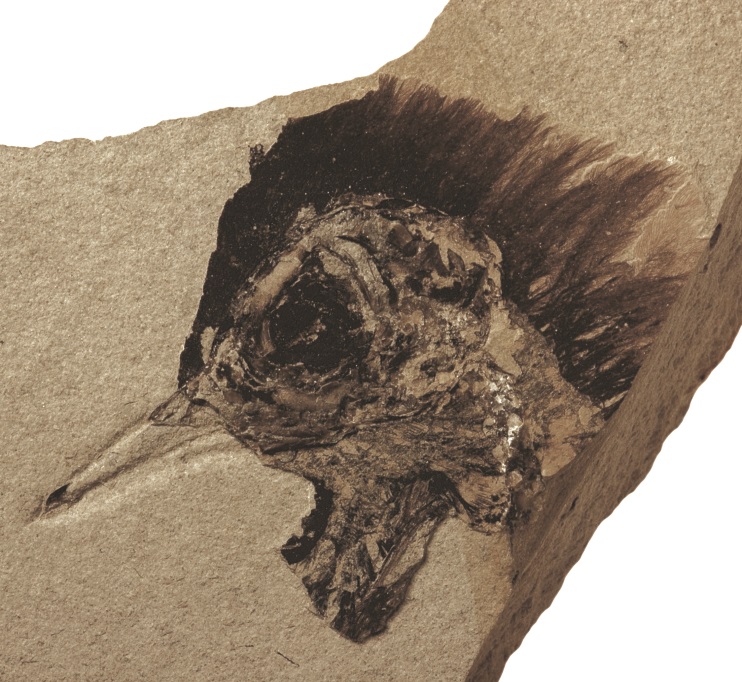 Aftryk af fuglehovede med fossile farvekorn fra fjer og øje (Foto: Sten L. Jakobsen)