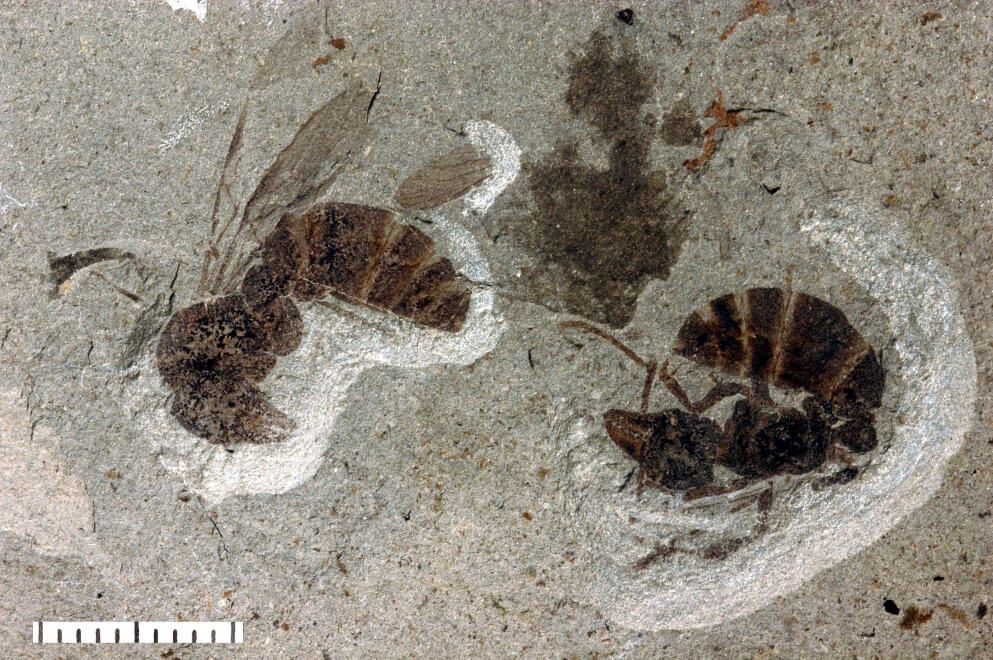 Fossile kæmpemyrer Ypresiomyrma rebekkae (Foto: Sten L. Jakobsen)