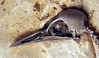 Danekræ DK 212 fossilt fuglekranie