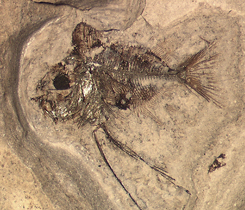 Danekræ DK 101 fossil båndfisk