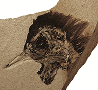 Danekræ DK 200: Imprint of bird skull with preserved fossil pigment from feathers and the eye (Photo: Sten L. Jakobsen)