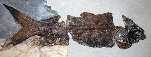 Danekræ DK 491: Fossil tarpon-like fish (Elopiformes) (Photo: Sten L. Jakobsen