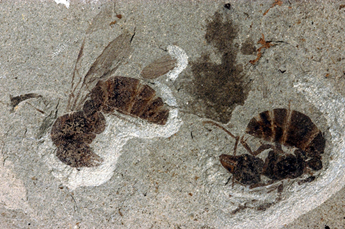 Danekræ DK 94: Fossil giant ants Pachycondyla rebekkae (Photo: Sten L. Jakobsen)