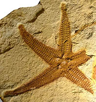 Danekræ fossil trove DK 717 starfish
