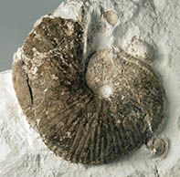 Fossil ammonite Acanthoscaphites tridens (Danekræ DK 543)
