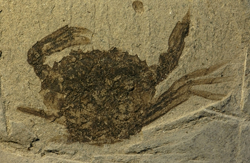 Fossil crab Portofurica enigmatica in diatomite (Danekræ DK 266)