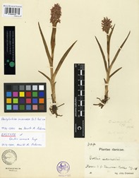 image of dried plants