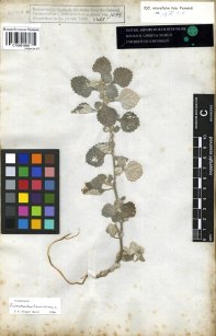 Herbarium sheet with specimen of the plant Forsskaolea tenacissima