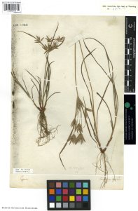 Herbarium sheet with a specimen of the plant Cyperus sphaceolatus