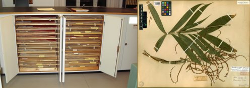 Open herbarium cabinets and folio sheet with leaf