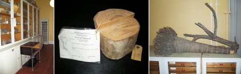 Herbarium cabinets & specimens of wood samples