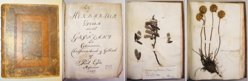 Book herbarium and sheets of Poul Egede