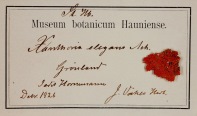 image from Lichen herbarium