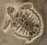 Danekræ fossil trove DK 567 juvenile sea turtle