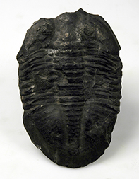 Fossil trilobite