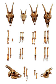 Skulls and foot bones of goats