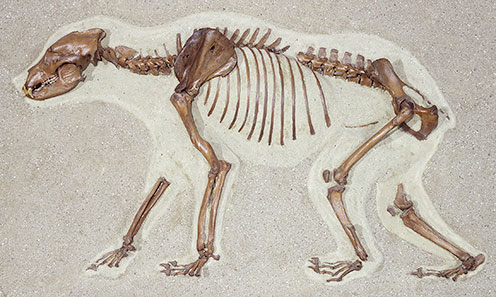 Skeleton of the bear from Røsnæs, Denmark