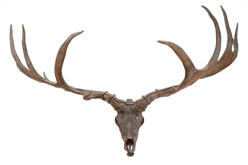 Skull of Giant Irish elk Megaloceros giganteus