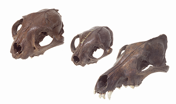 Skulls from a European wildcat, Lynx and Wolf (Felis silvestris, Lynx lynx and Canis lupus) 
