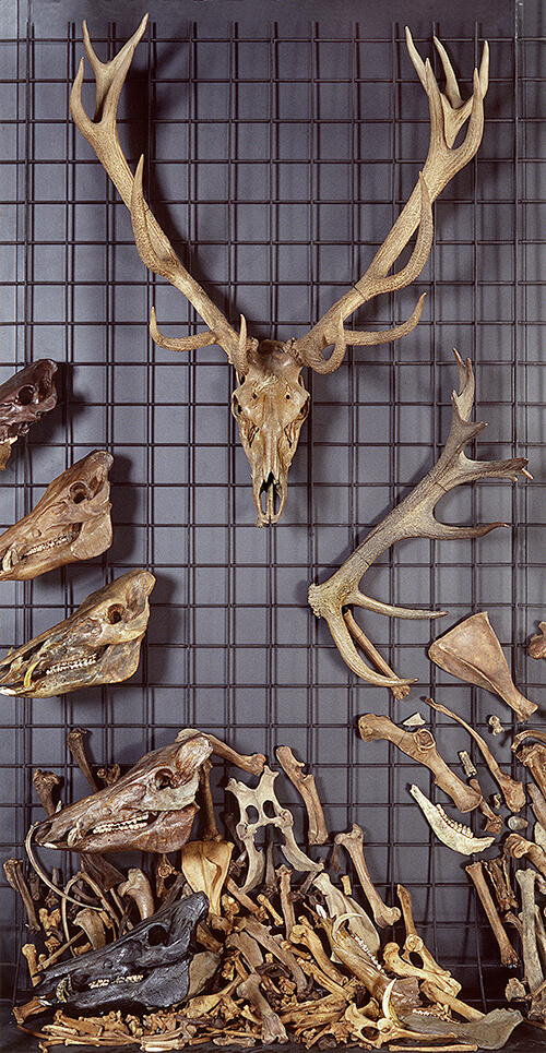 Skulls from Red Deer, Roe Deer and Wild Boar (Cervus elaphus, Capreolus capreolus, and Sus scrofa) collected in Denmark. Photo: Geert Brovad.
