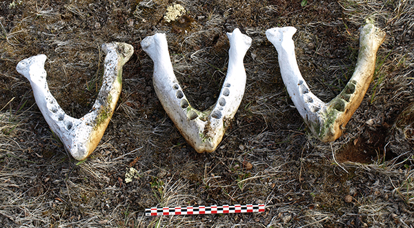 Walrus (Odobenus rosmarus) mandibles are from Appat Island in Northwest Greenland. Photo: Gitte Gotfredsen