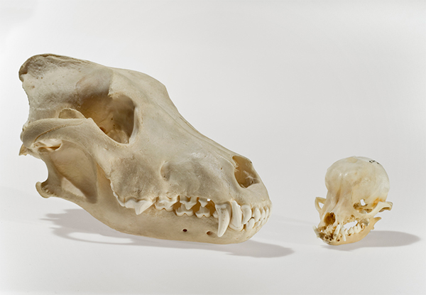 Skulls of a wolf (Canis lupus) and domesticated dog (Canis lupus familiaris). Photo: Geert Brovad