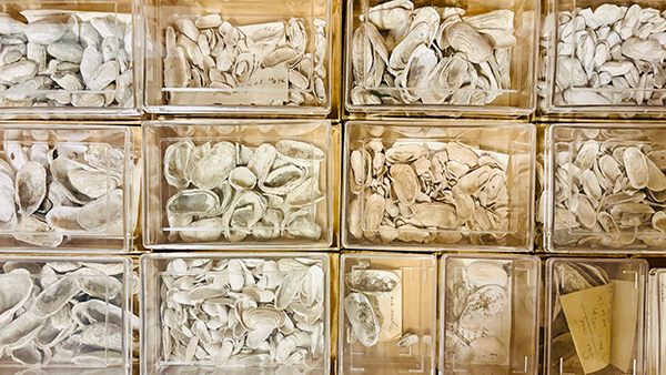 Holocene bivalves from Greenland. Photo: Anna Jerve