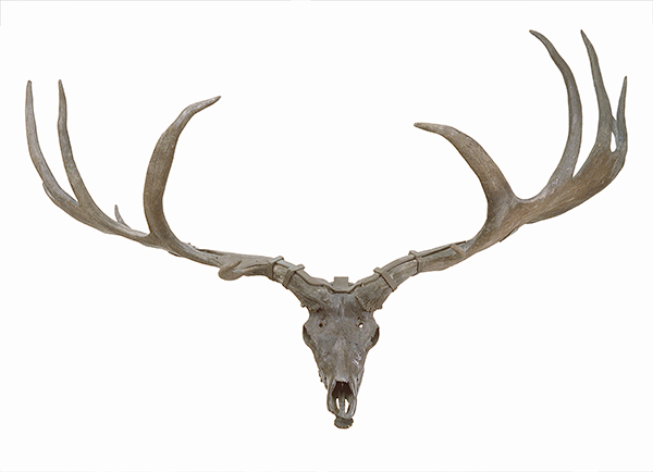 Skull from an Irish Elk (Megaloceros giganteus), from the Systematic Collection. Photo: Geert Brovad