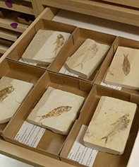 Fish fossils in open cabinet drawer