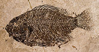 Fossil fish from the Eocene of Wyoming, USA