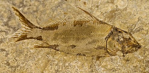 Complete fossil fish