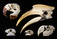 Various bird skulls