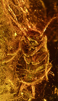 Fossil cockroach nymph in amber (Photo: Marie Hörnig)