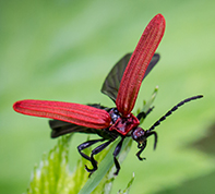 Beetle on flower (Photo: Aslak Kappel Hansen)