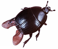 Beetle (Photo: Line Kræmer)