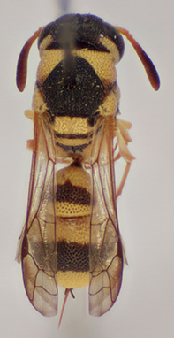 Wasp Eustenancistrocerus jucundus afghanus (Photo: Jesper B. Schmidt)
