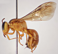 Bee Palaeorhiza peterseni on collection needle (Photo: Jesper B. Schmidt)