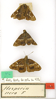 Three butterflies Hesperia nero Fabricius 1798 