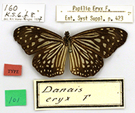Butterfly Papilio eryx Fabricius 1798