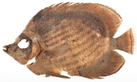 image from fish collection