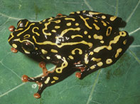 Frog with yellow and black pattern on skin