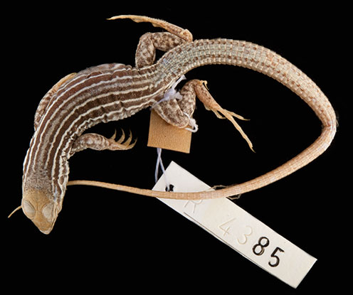 Lizard with tag (specimen R 4385)