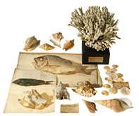 Seashells, fish mounted on sheets and a coral from the historical collections