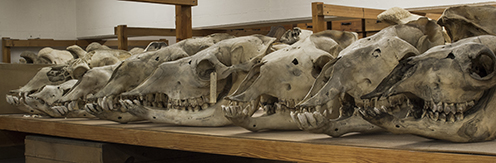 Image of animal skulls