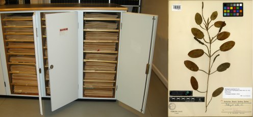 Herbarium cabinets and herbarium sheet with specimen of Potamogeton 