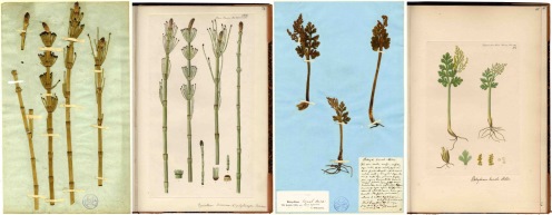 Four herbarium sheets from the Flora Danica