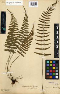 General herbarium of vascular plants