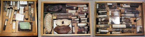 Drawers containing scientific seed specimens and samples in glass vials