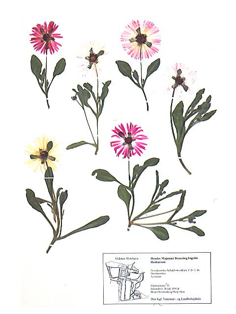 Herbarieark med Dorotheánthus bellidifórmis (Burm. f.) N.E. Br.