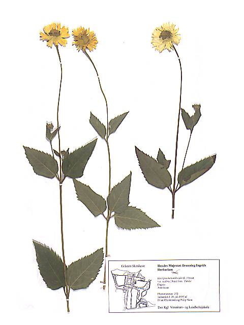 Herbarieark med Heliópsis helianthoídes (L.) Sweet, var. scábra (Dun.) Fren., Dagøje, 'Patula'